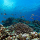 Recent Expedition to French Polynesia